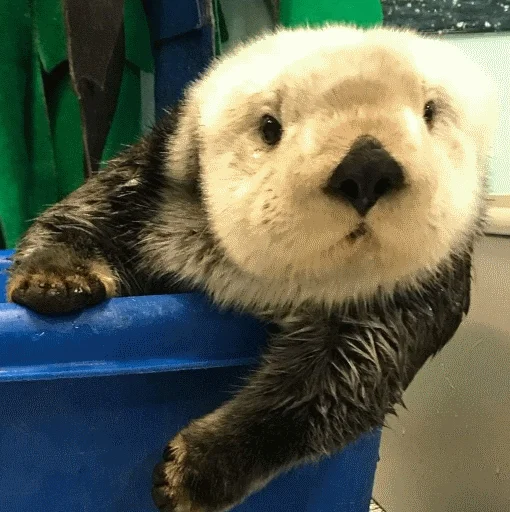 sea otter mammal fur