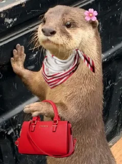 Стикер @vidromemi Часть 3 - ВыдроПокалипсис - 5