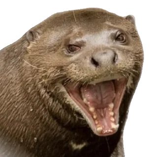 Стикер @vidromemi Часть 3 - ВыдроПокалипсис - 4