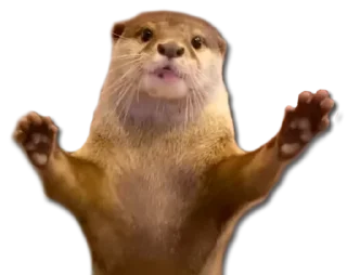 Стикер @vidromemi Часть 3 - ВыдроПокалипсис - 3