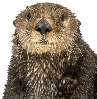 Стикер @vidromemi Часть 3 - ВыдроПокалипсис - 8