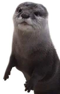 Стикер @vidromemi Часть 3 - ВыдроПокалипсис - 0