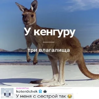 Стикер VIMEWORLD TESTERS - 2