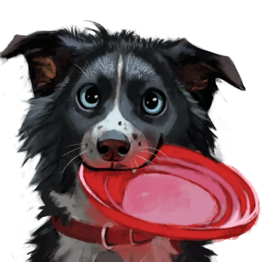 Vin the Bordeaux Collie - 