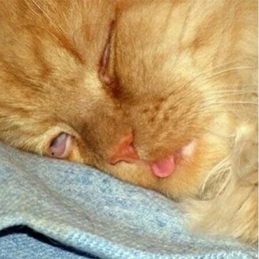 Sticker vinigretto - 1