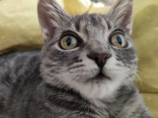 Сыночка @MoiStikiBot - 