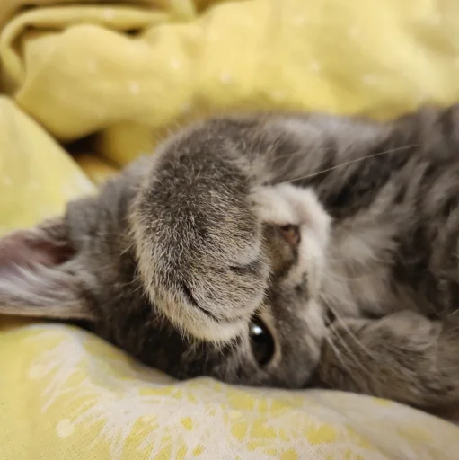 Sticker vinsent_by_MoiStikiBot - 1