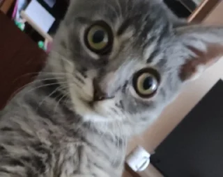 Sticker Сыночка @MoiStikiBot - 5