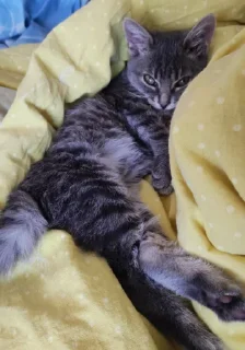 Sticker Сыночка @MoiStikiBot - 2