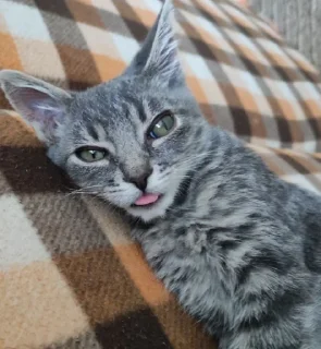 Sticker Сыночка @MoiStikiBot - 8