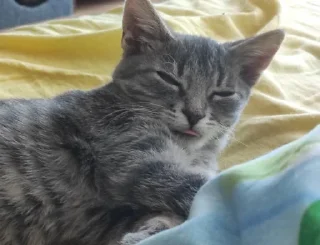 Sticker Сыночка @MoiStikiBot - 1