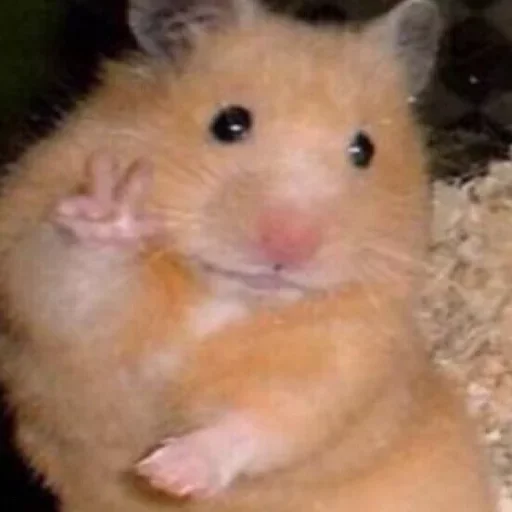 animal mammal hamster