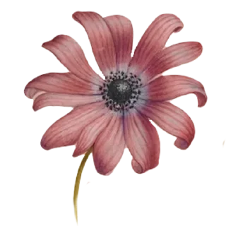 Sticker viriditas_by_@plantphilosophy - 2