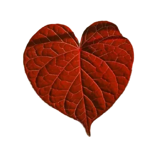 Sticker viriditas_by_@plantphilosophy - 5