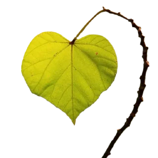 Sticker viriditas_by_@plantphilosophy - 7