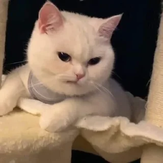 Стикер Котята от Бель - 6