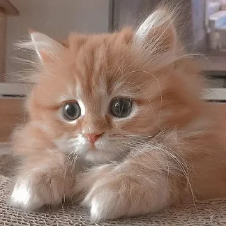 Стикер Котята от Бель - 10