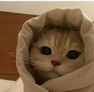 Стикер Котята от Бель - 0