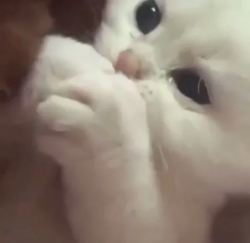 Стикер VirusCheck StickerPack - 7