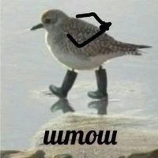 bird aquatic bird animal