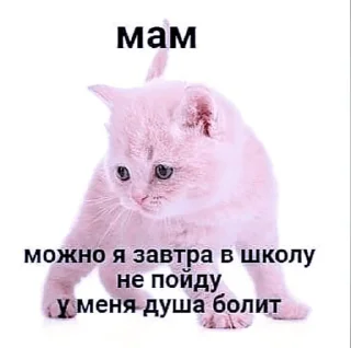 Стикер ᴠᴋᴏᴏᴋ | @kengastickers - 0