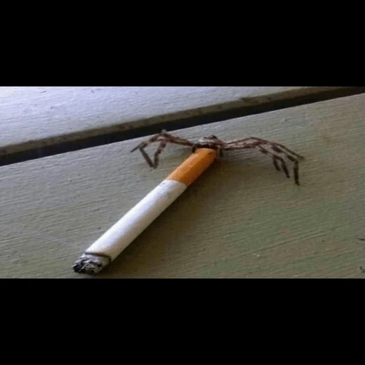 animal invertebrate spider