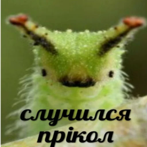 caterpillar text invertebrate