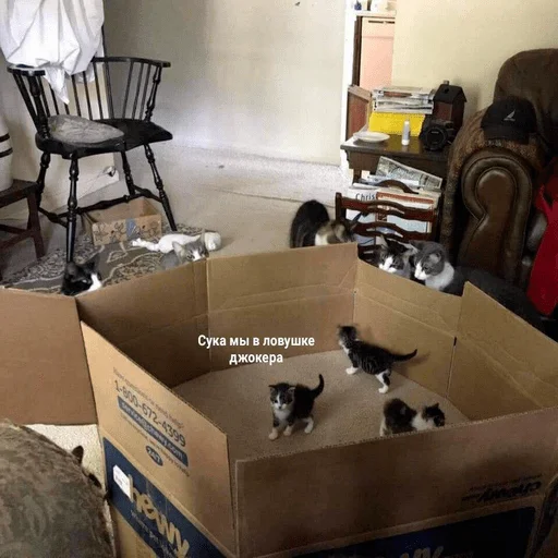 indoor furniture cat