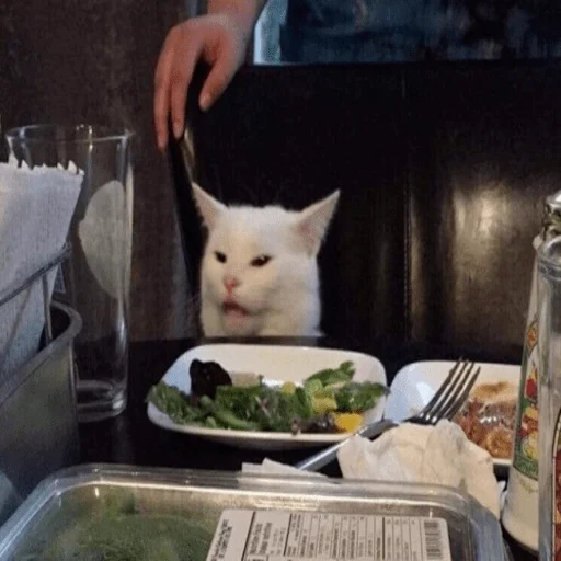 food cat animal