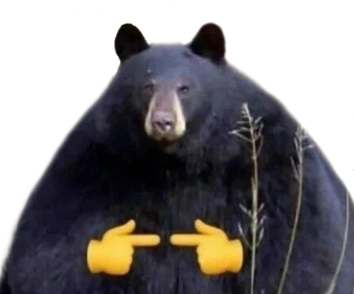 mammal bear animal