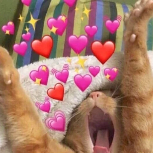 кошки малого и среднего размера кошачьи комнатный