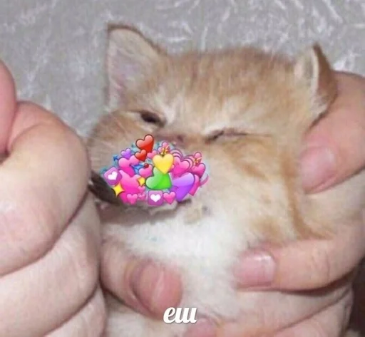 котёнок млекопитающее комнатный