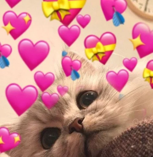 кошки малого и среднего размера кошка млекопитающее