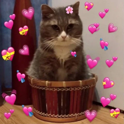 животное кошки малого и среднего размера комнатный