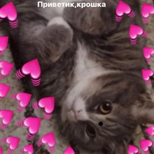 кошки малого и среднего размера животное кошка