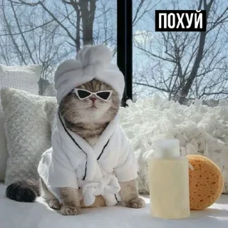 Sticker Уставшие котики • @TgStickery - 5