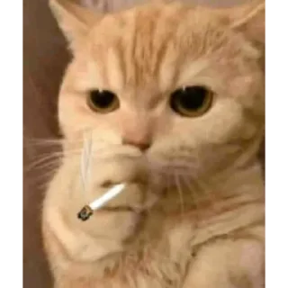 Sticker Уставшие котики • @TgStickery - 0