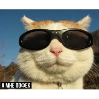 Sticker Уставшие котики • @TgStickery - 3