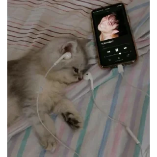 Sticker Уставшие котики • @TgStickery - 6