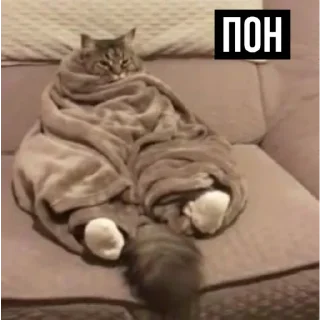 Sticker Уставшие котики • @TgStickery - 11