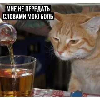 Sticker Уставшие котики • @TgStickery - 7