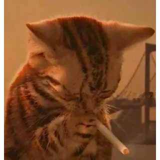 Sticker Уставшие котики • @TgStickery - 2