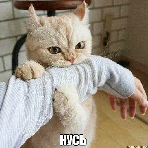 млекопитающее кошки малого и среднего размера кошка