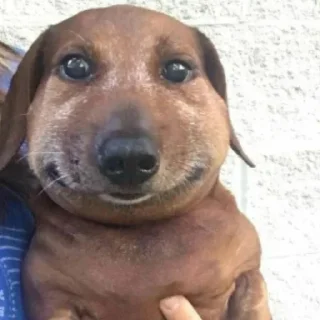 Sticker Хаха собака волба - 0