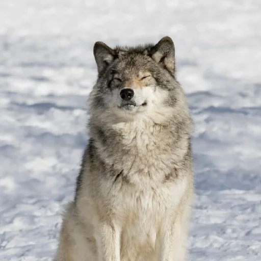 Sticker volchki1 - 1