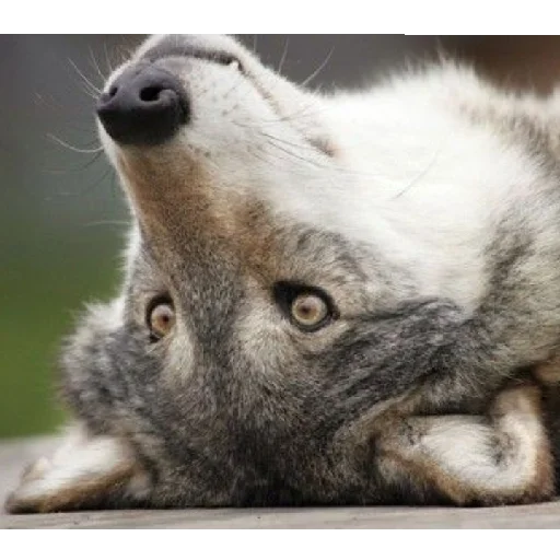 Sticker volchki1 - 1