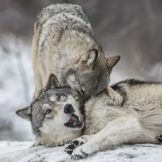 Sticker волчки - 10