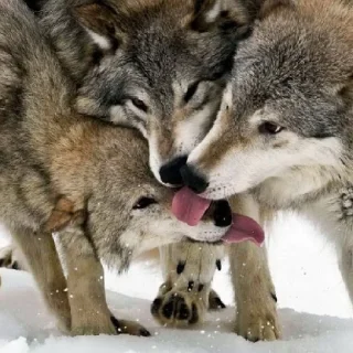 Sticker волчки - 2