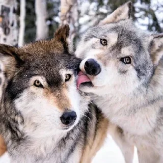 Sticker волчки - 11