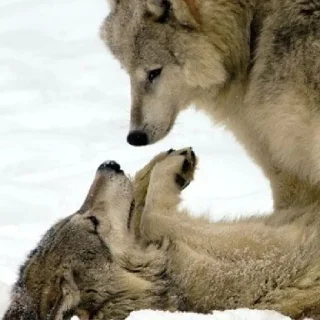 Sticker волчки - 6